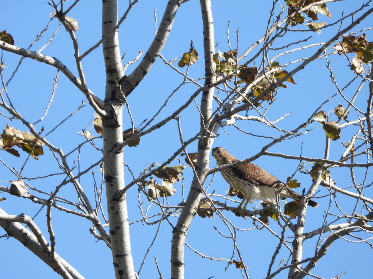 Cooper's Hawk - ML610295987