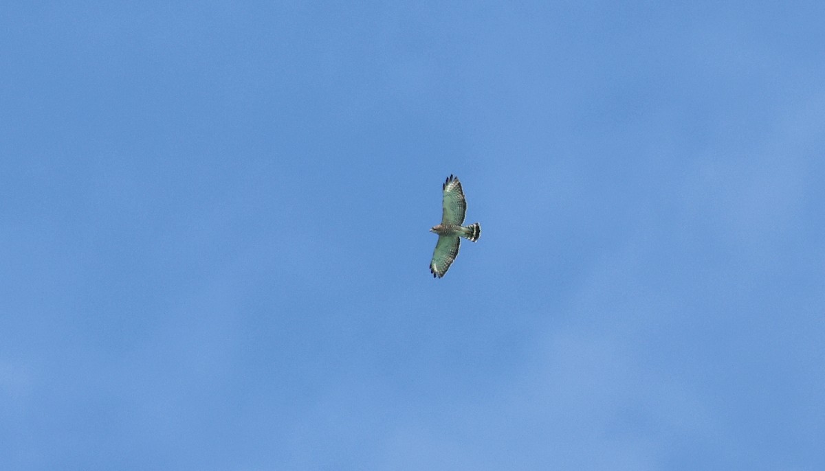 Broad-winged Hawk (Caribbean) - ML610295992