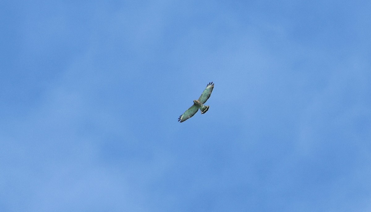 Broad-winged Hawk (Caribbean) - ML610295993