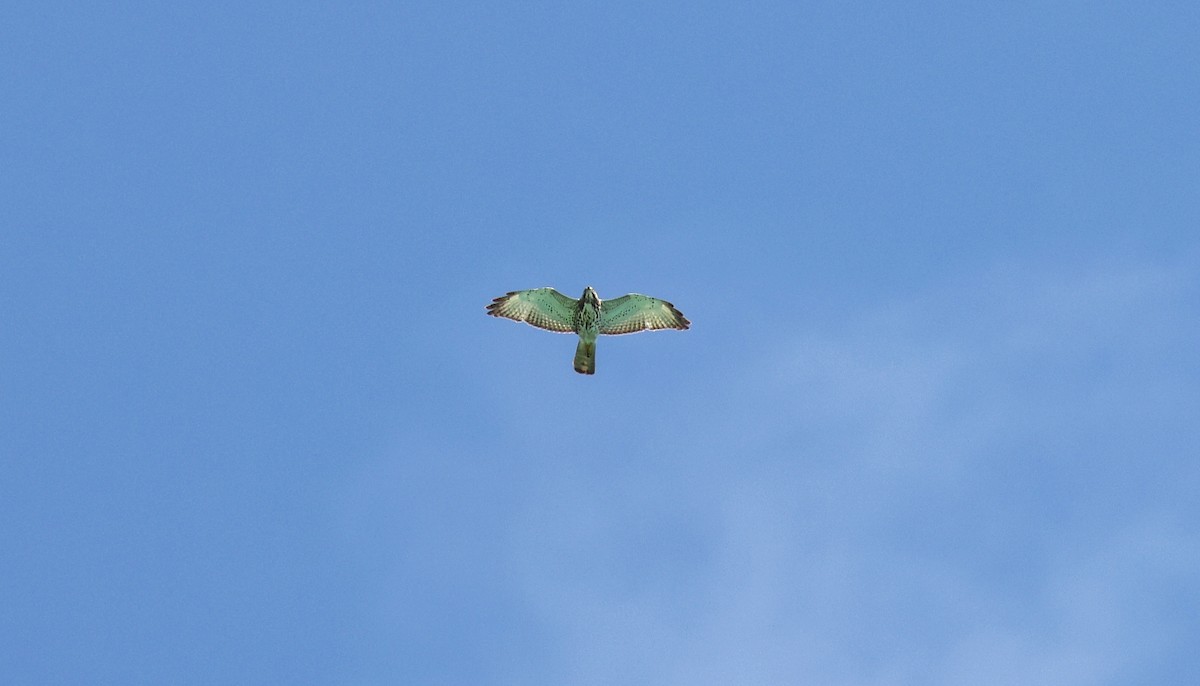 Broad-winged Hawk (Caribbean) - ML610295994
