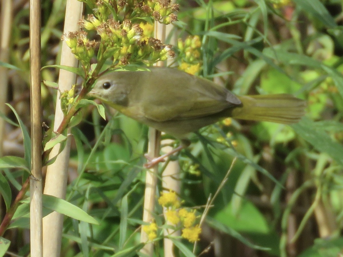 Common Yellowthroat - ML610295995