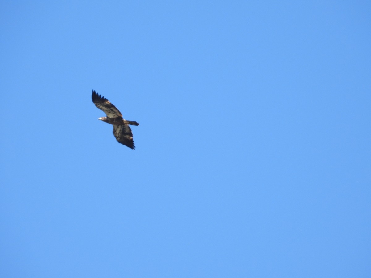 Bald Eagle - ML610295996