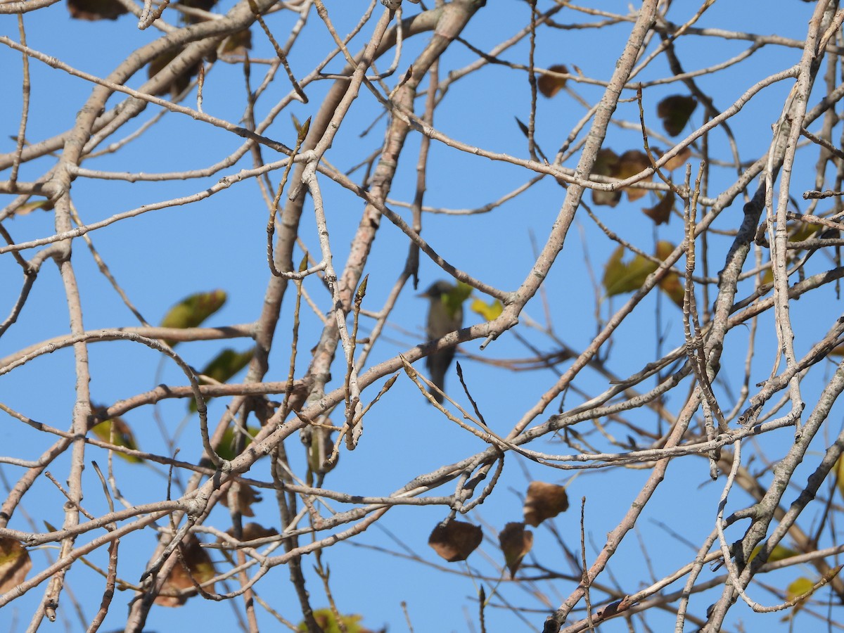 Eastern Wood-Pewee - ML610296011