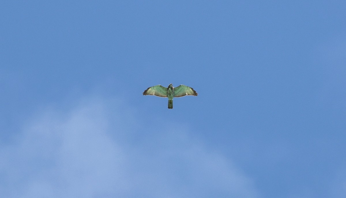 Broad-winged Hawk (Caribbean) - ML610296013