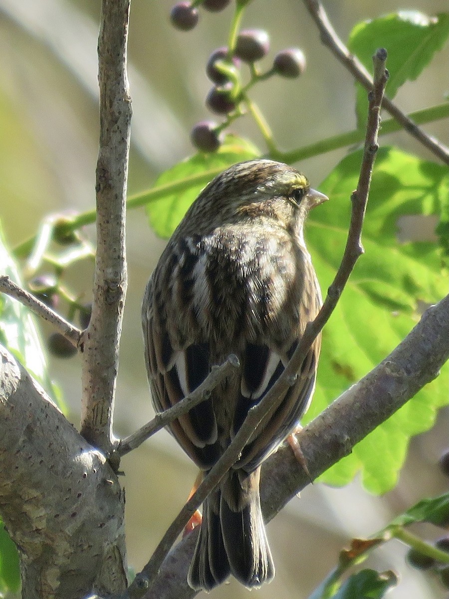 Savannah Sparrow - ML610296016