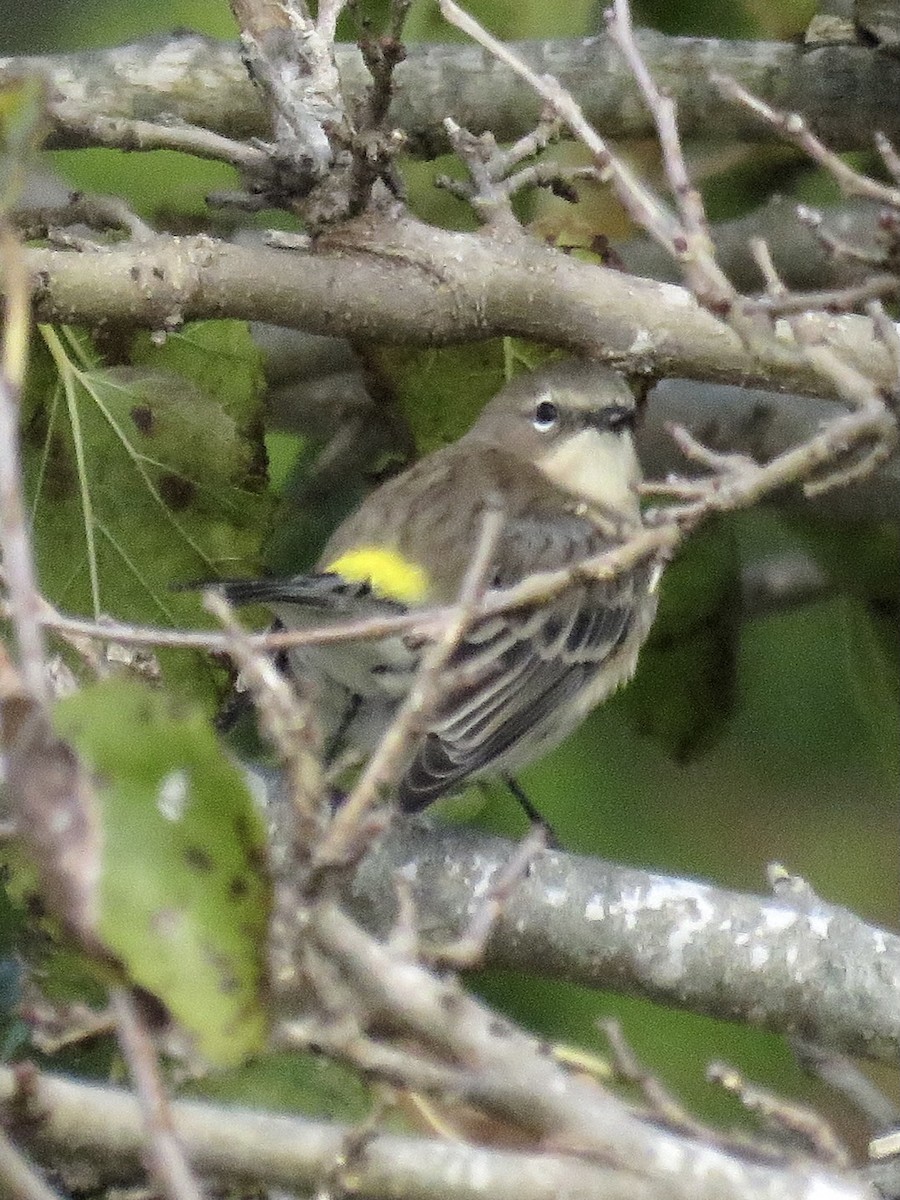 Yellow-rumped Warbler - ML610296040