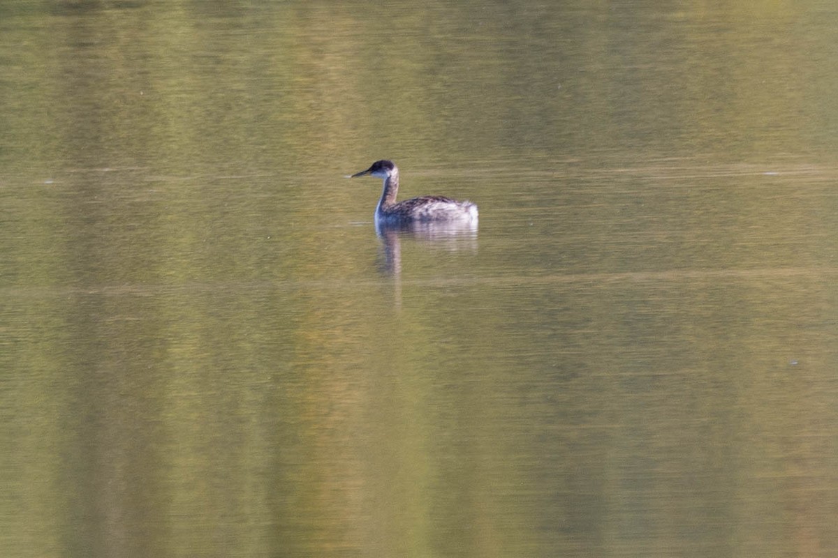 Red-necked Grebe - ML610296080