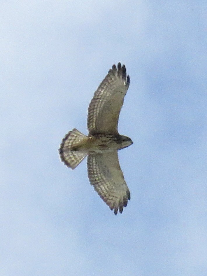 Broad-winged Hawk - ML610296083