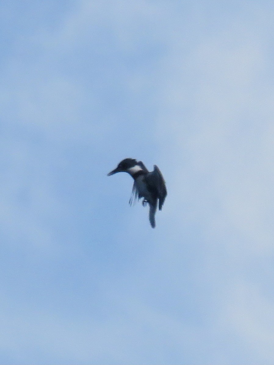 Belted Kingfisher - ML610296100