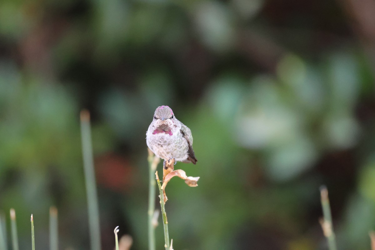 Anna's Hummingbird - ML610296107