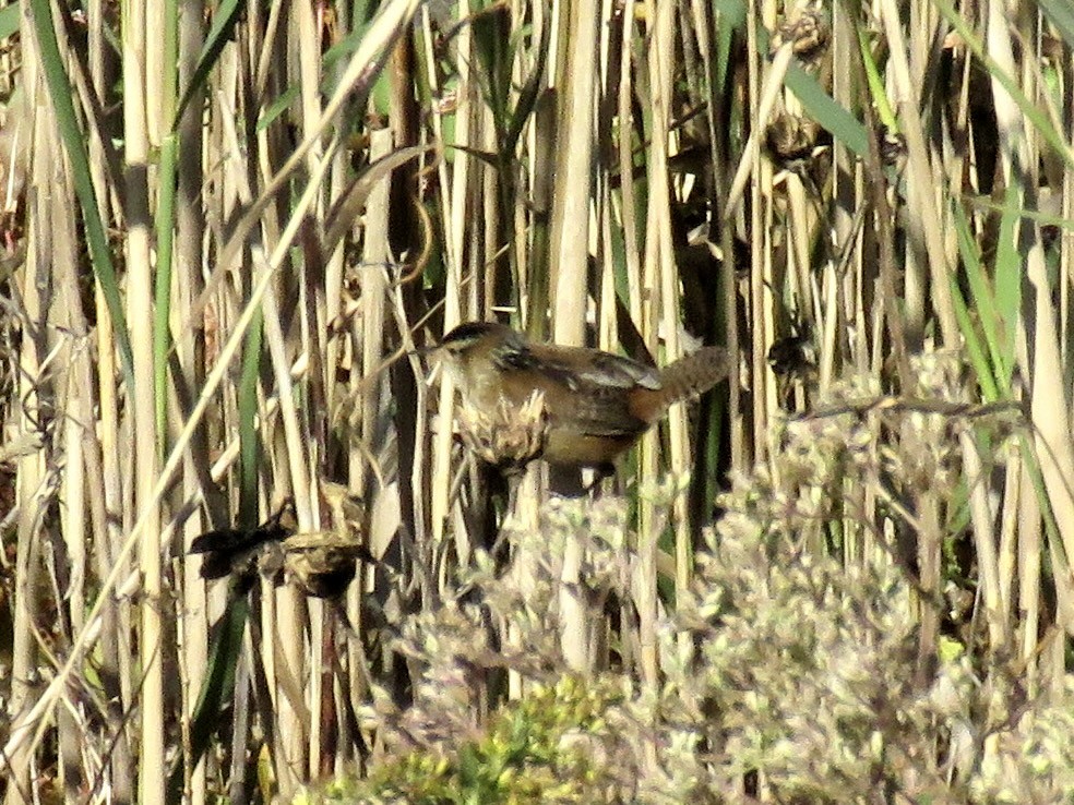 Marsh Wren - ML610296219