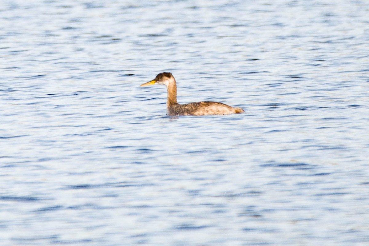 Red-necked Grebe - ML610296301