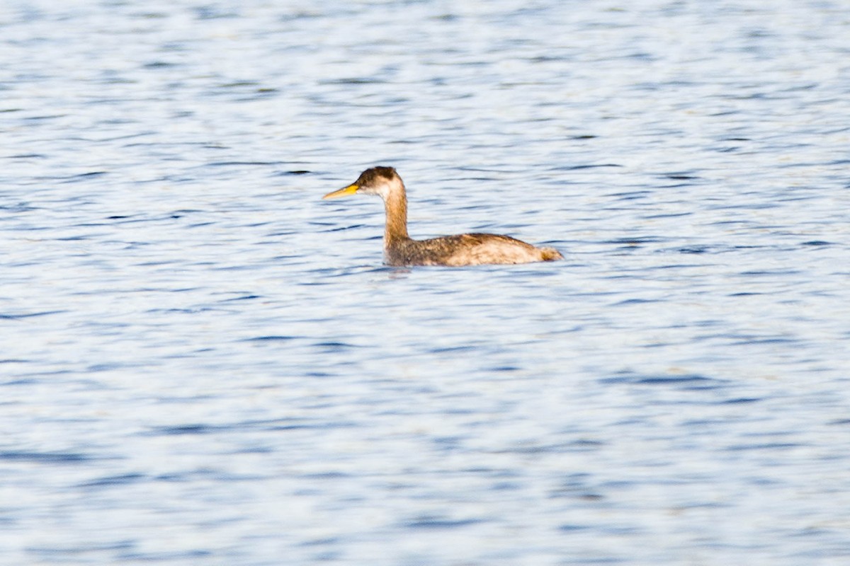 赤頸鸊鷉 - ML610296301