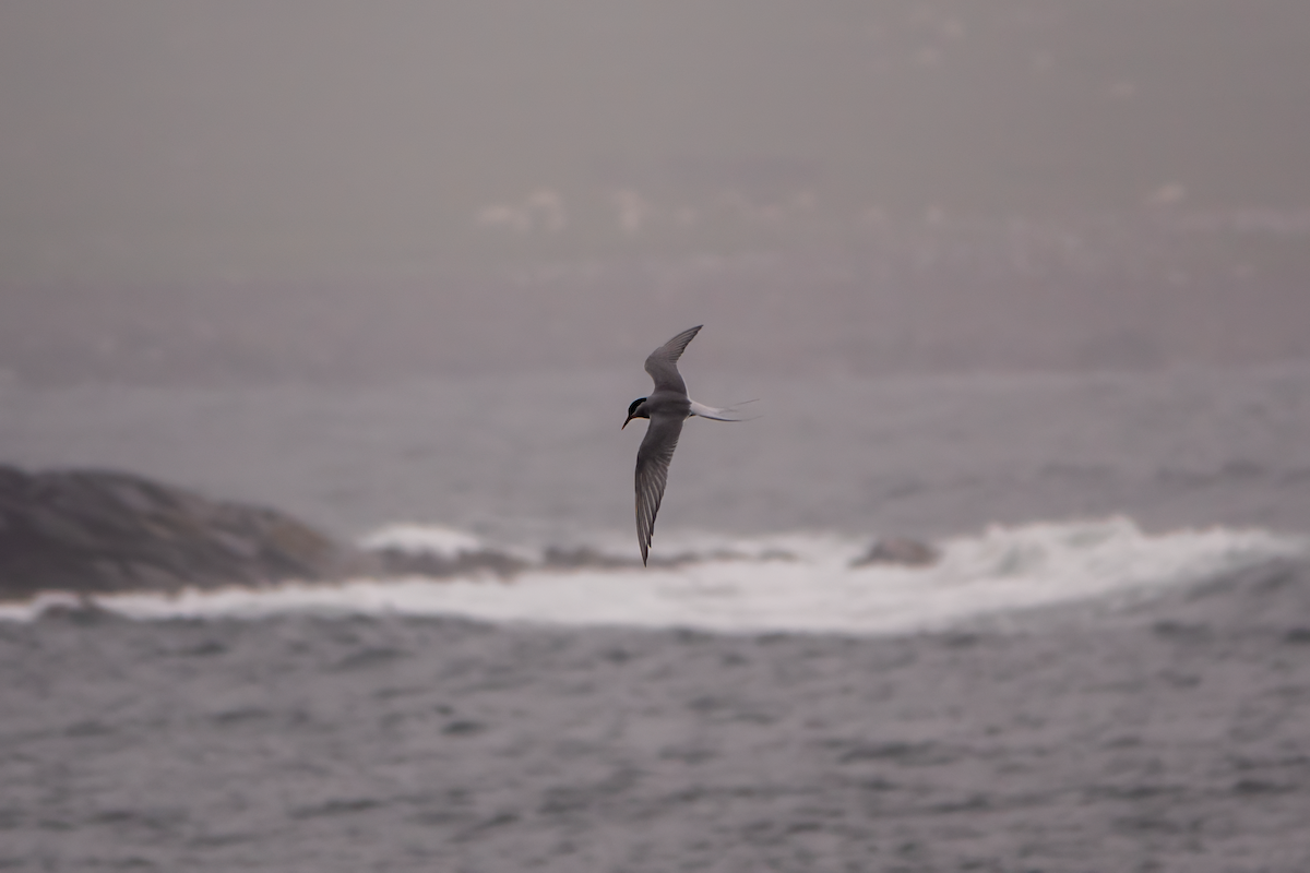 Arctic Tern - ML610296318