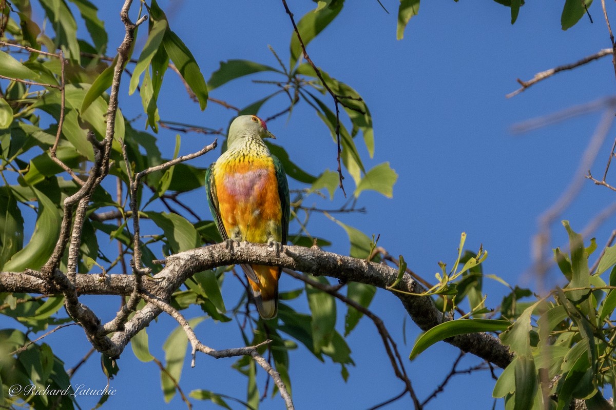 Rose-crowned Fruit-Dove - ML610296346