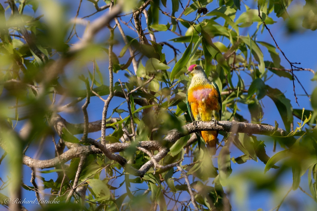 Rose-crowned Fruit-Dove - ML610296348