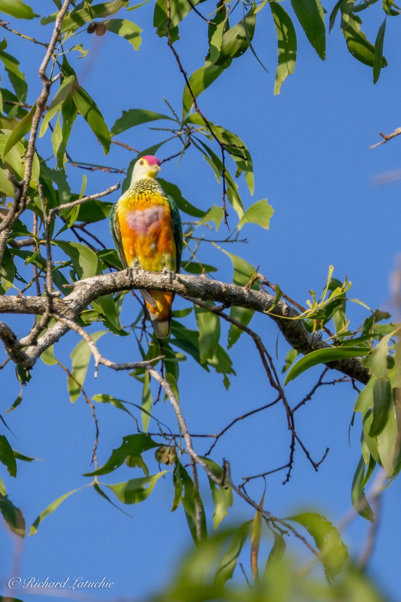 Rose-crowned Fruit-Dove - ML610296349