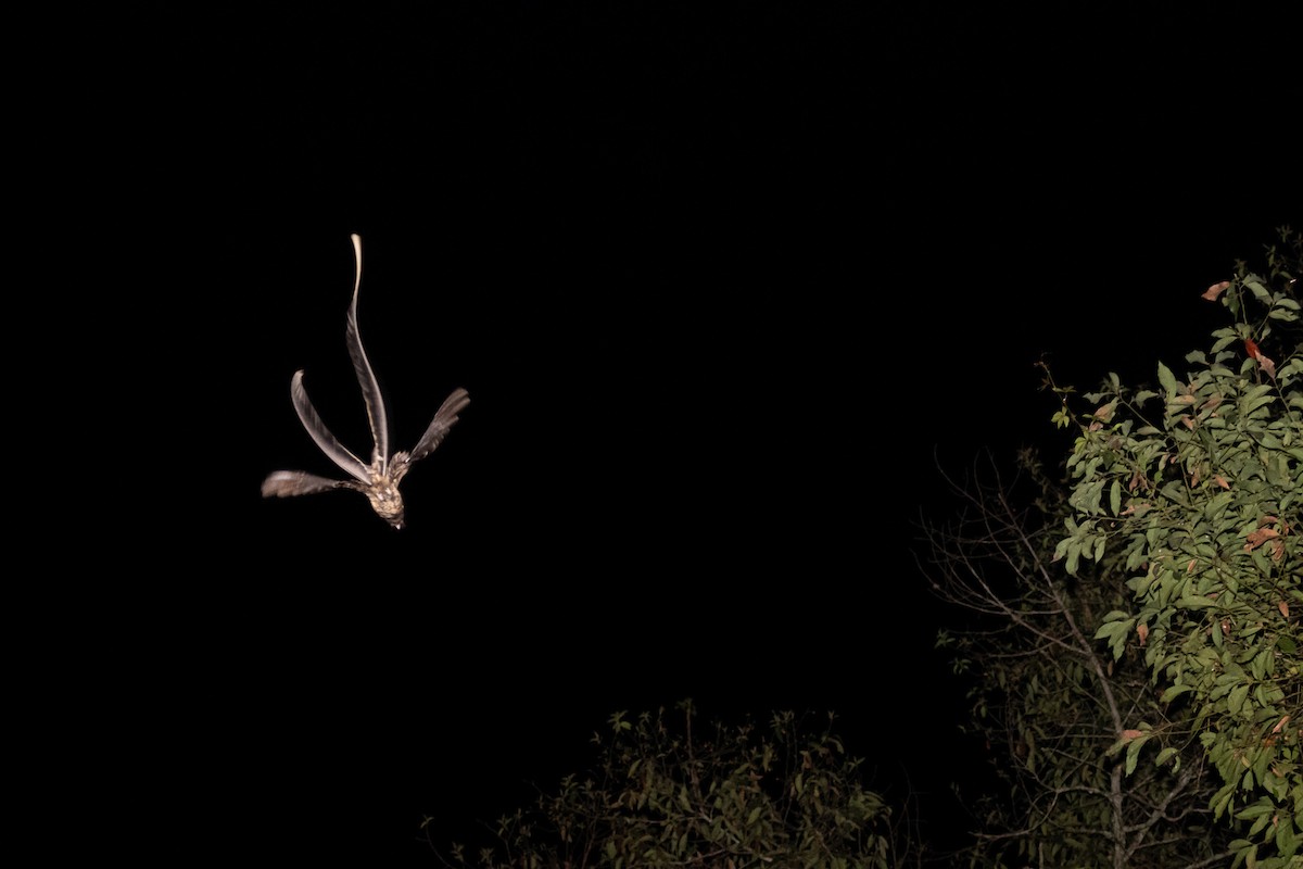 Lyre-tailed Nightjar - Pablo Ramos