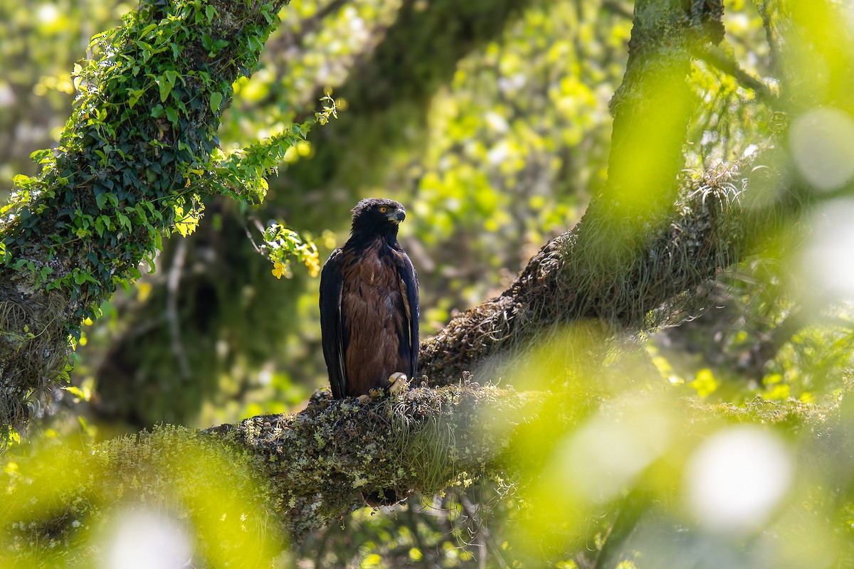 Black-and-chestnut Eagle - ML610296400