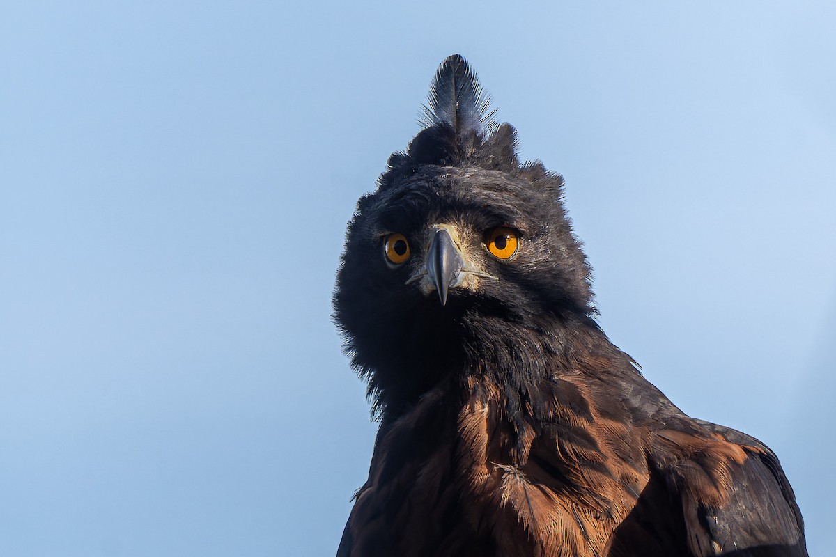 Black-and-chestnut Eagle - ML610296404