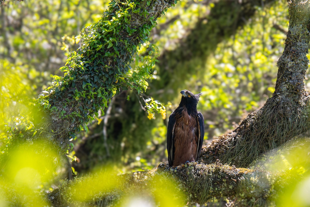 Black-and-chestnut Eagle - ML610296406