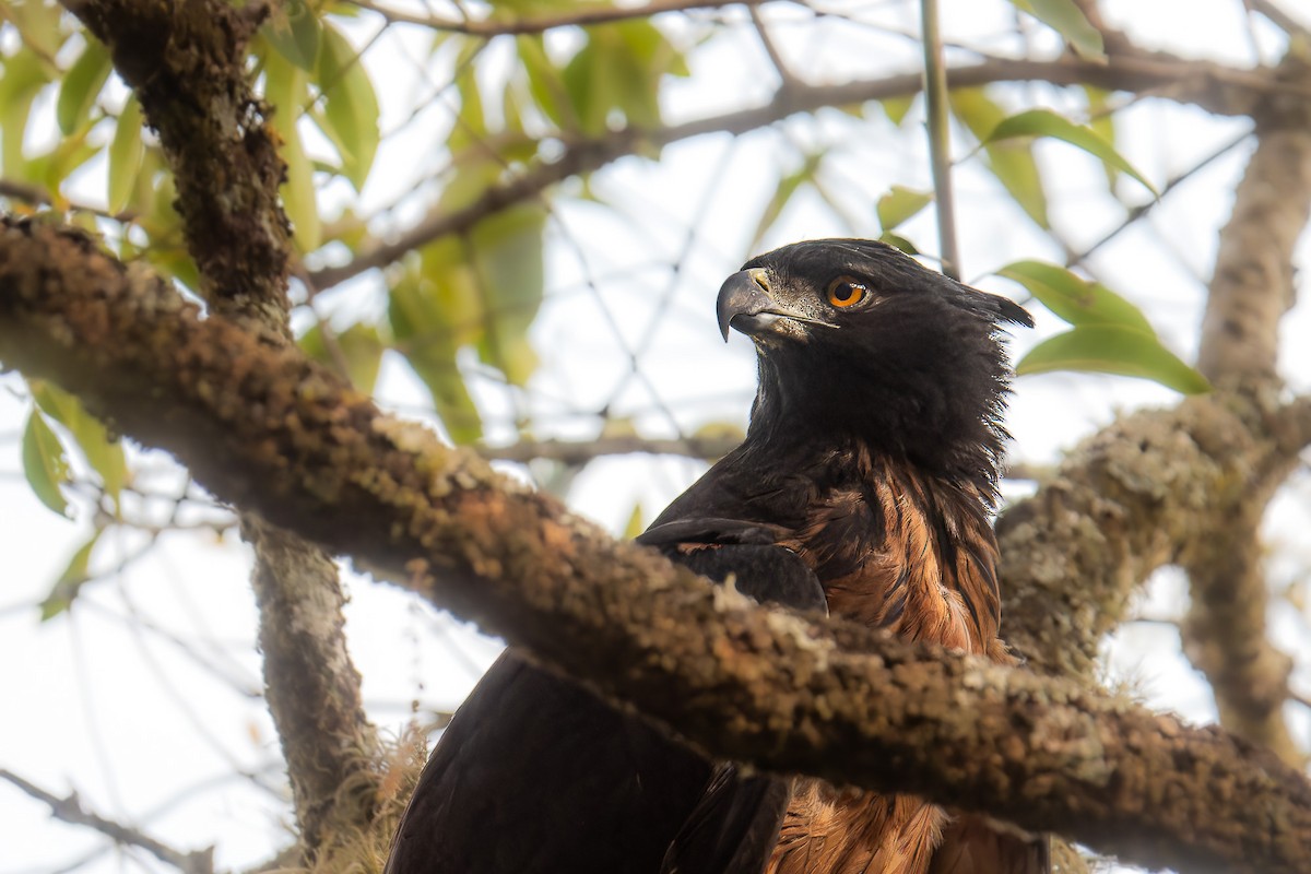 Black-and-chestnut Eagle - ML610296407