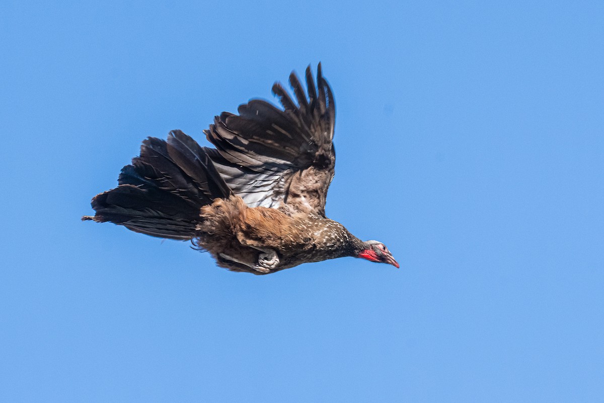 Red-faced Guan - ML610296431