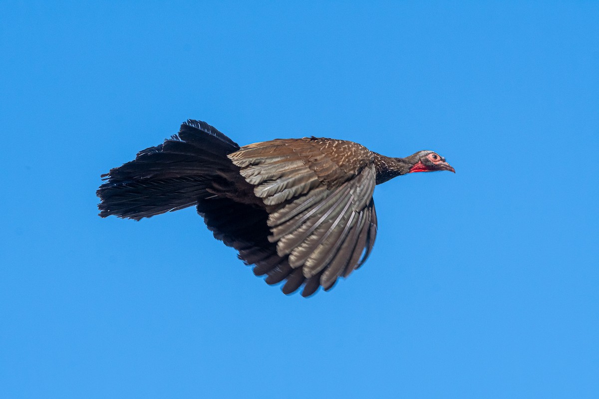 Red-faced Guan - Pablo Ramos