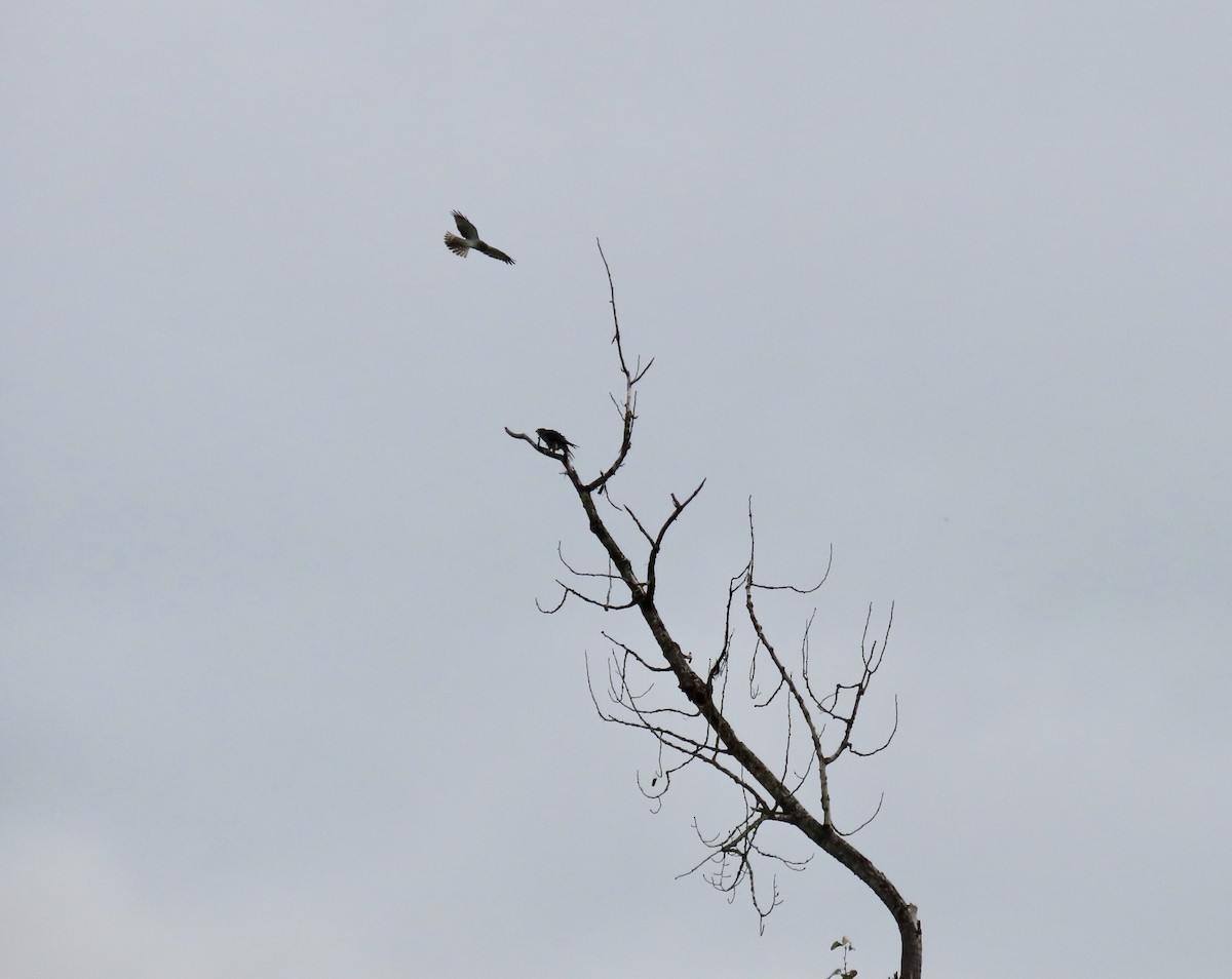 Peregrine Falcon - ML610296459