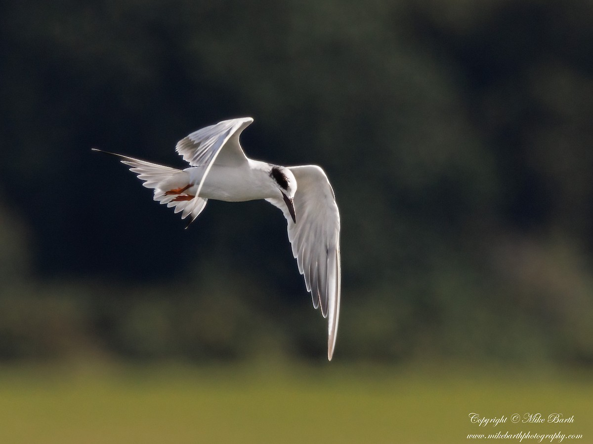 Forster's Tern - ML610296499