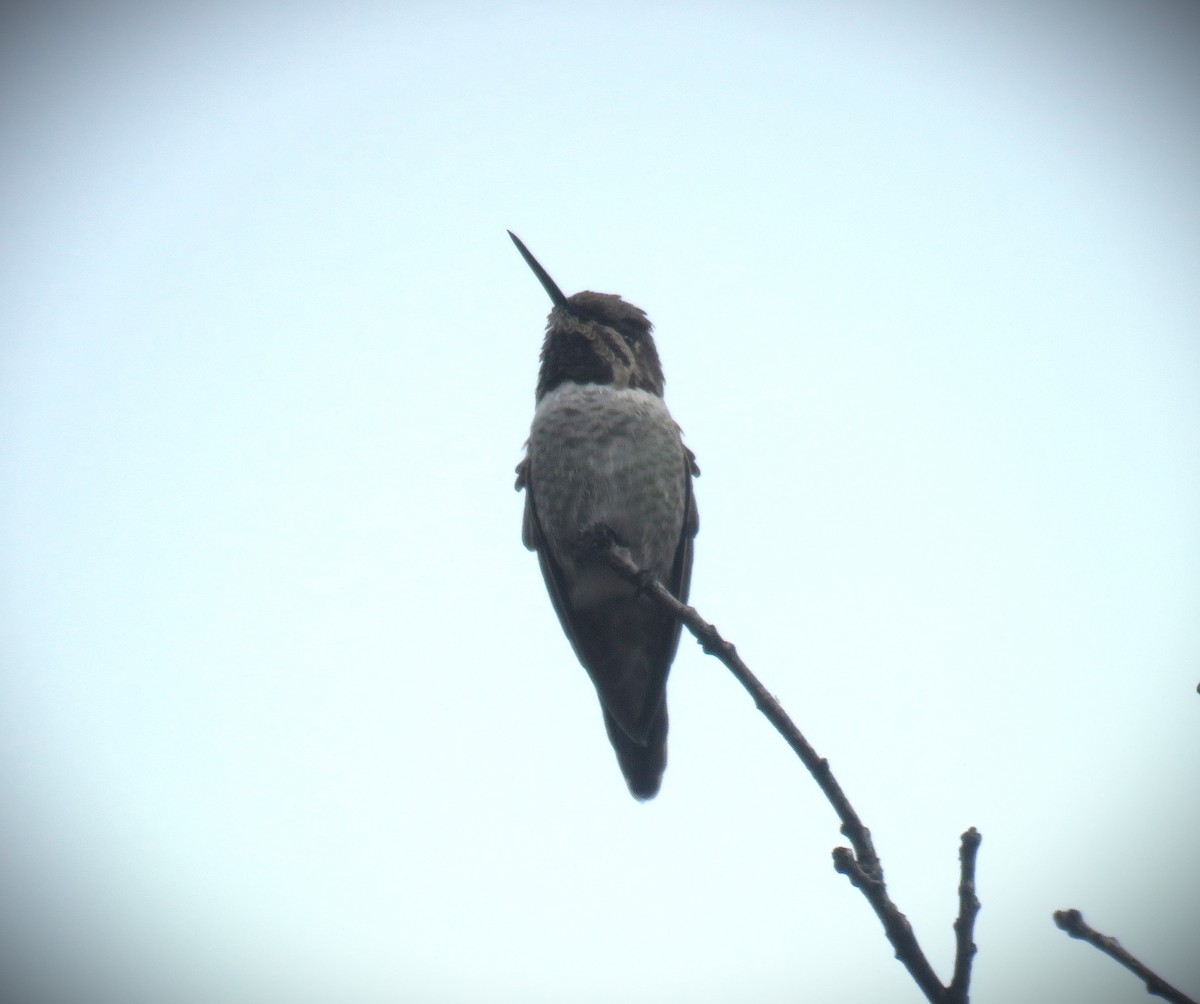 Anna's Hummingbird - ML610296529