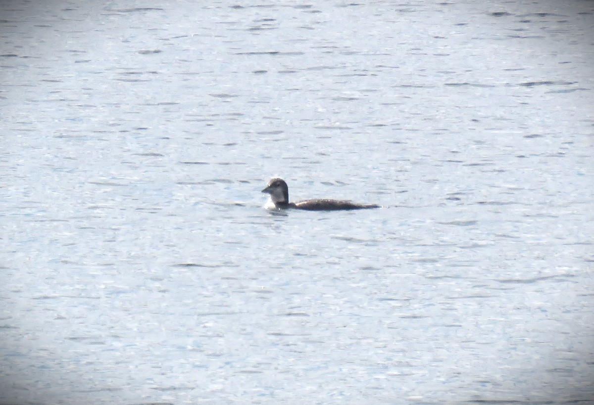 Common Loon - ML610296540