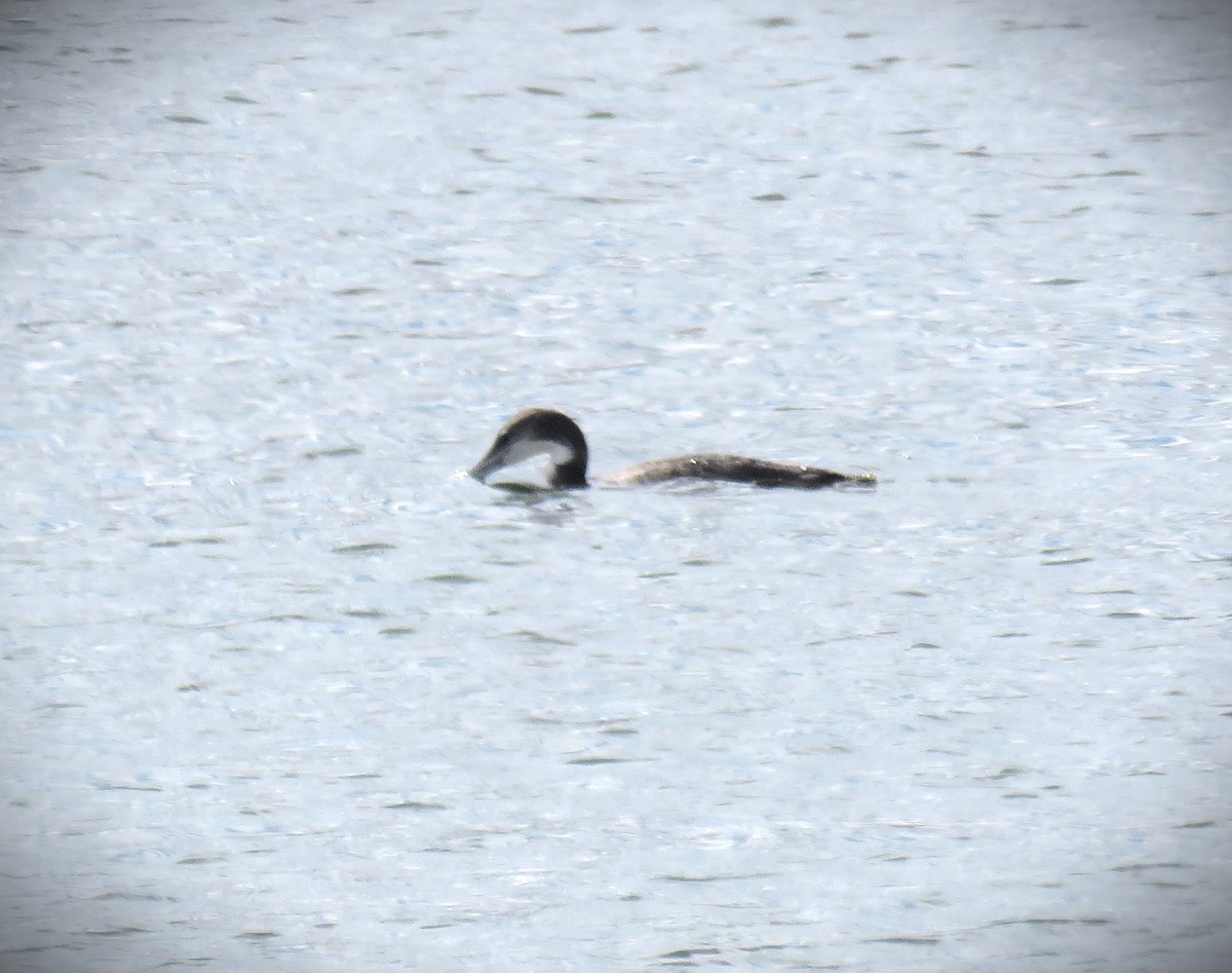 Common Loon - ML610296551