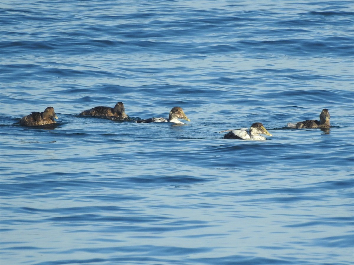 Common Eider - Sue Ascher