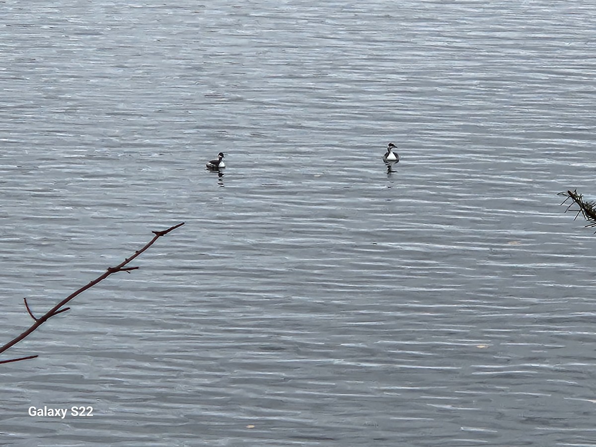 Horned Grebe - ML610296703