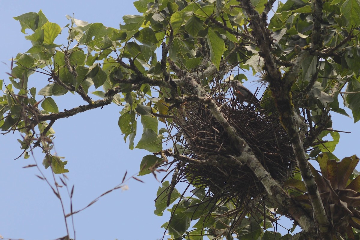 Pink-legged Graveteiro - Ben Phalan