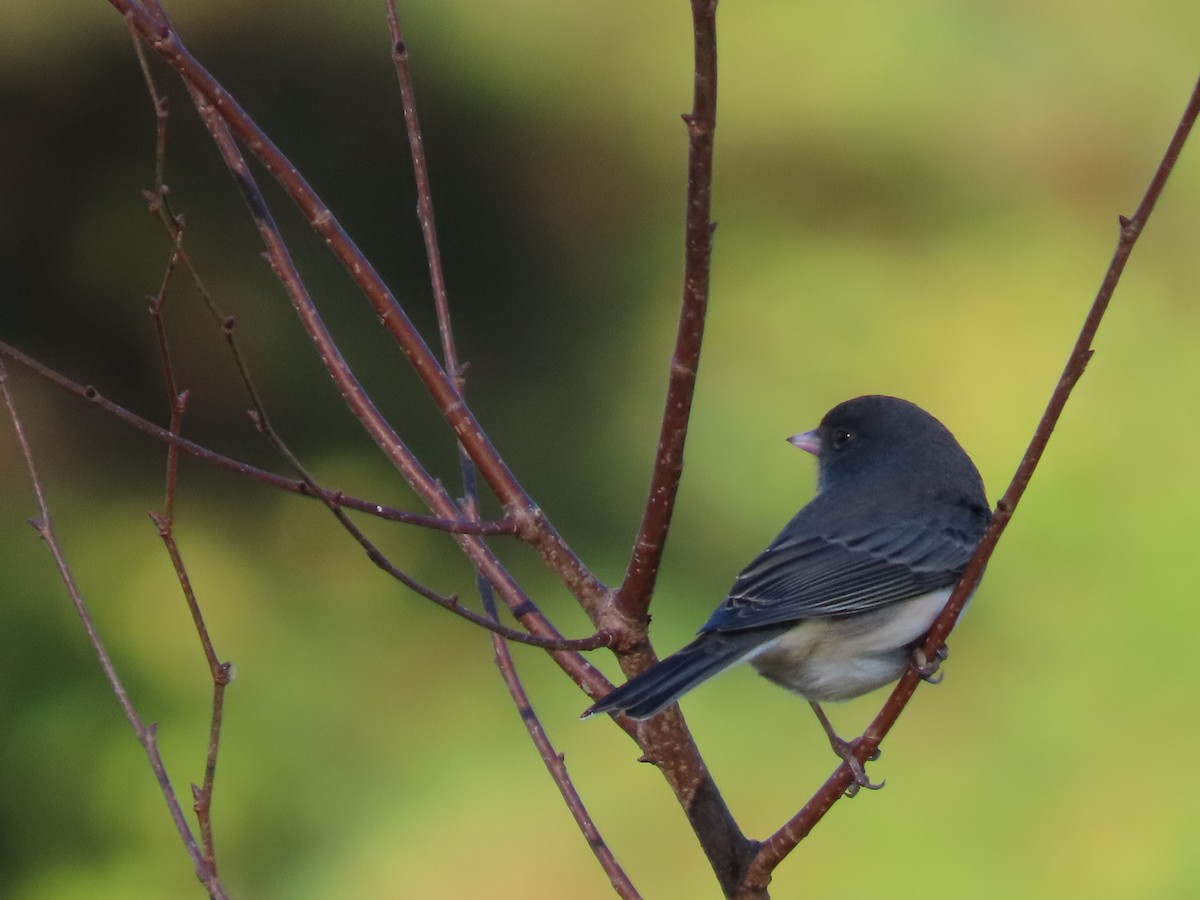 Dark-eyed Junco - ML610296757