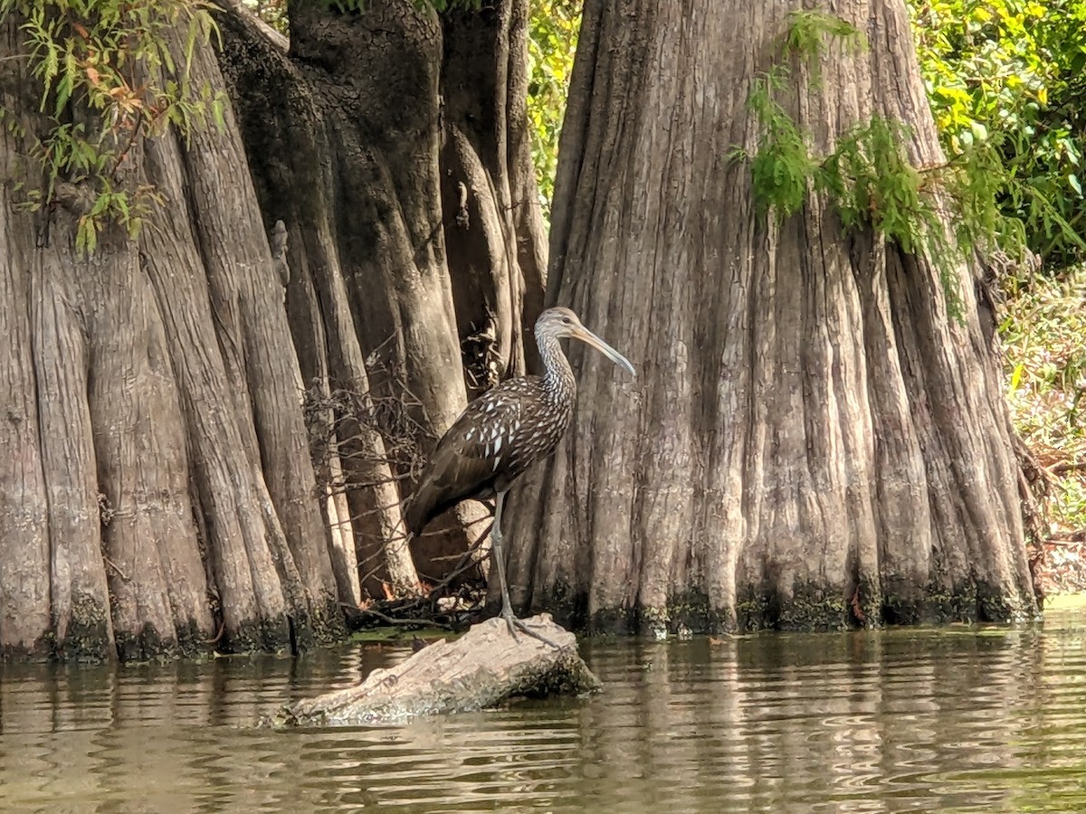 Limpkin - ML610296791