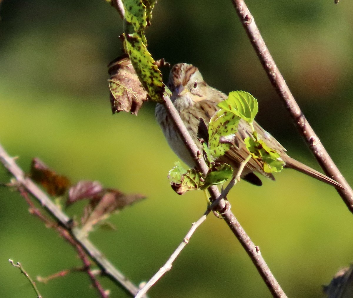 Lincoln's Sparrow - Roy Howard