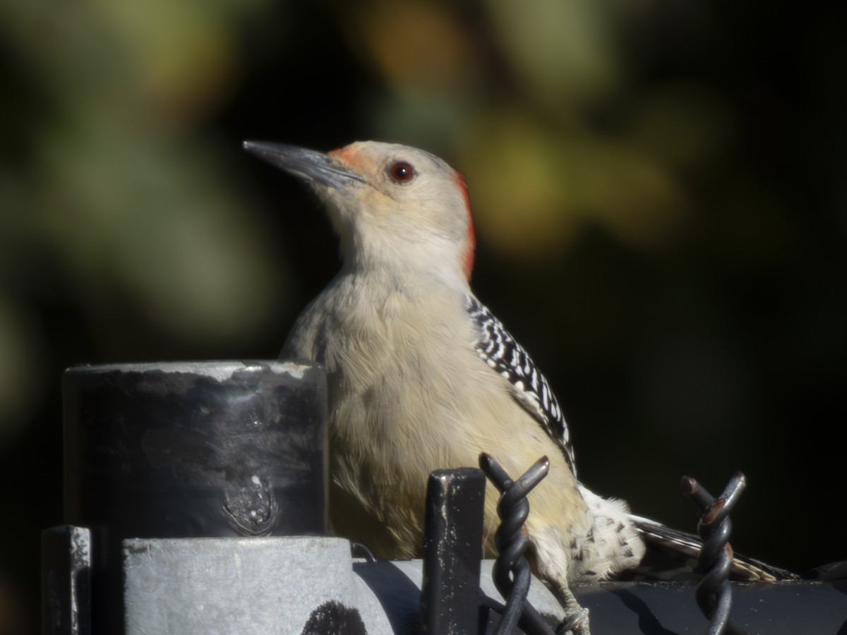 Red-bellied Woodpecker - ML610296801