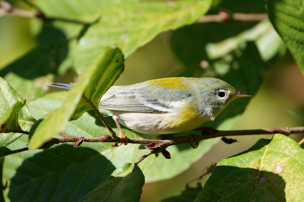 Northern Parula - ML610297008