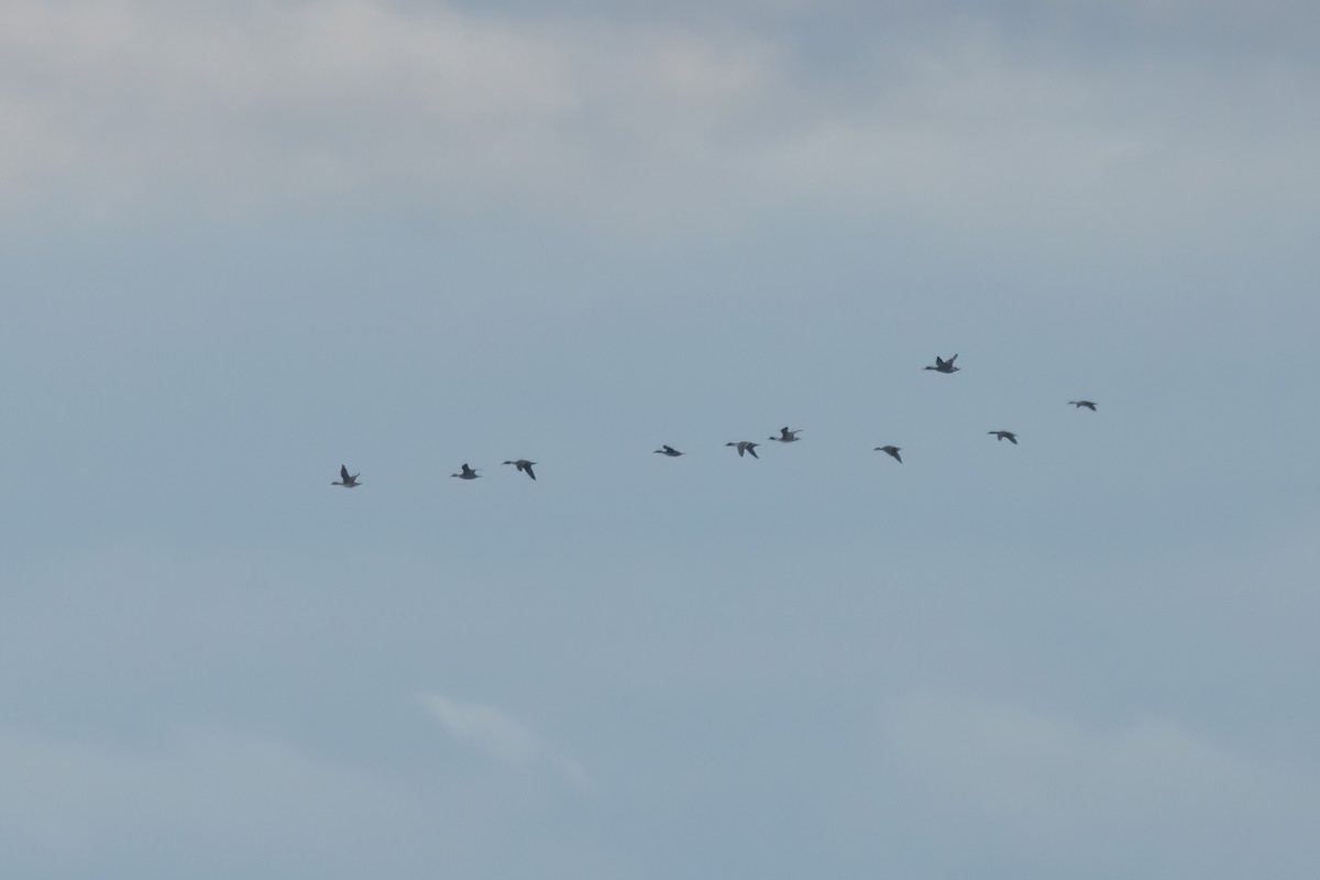 Northern Pintail - ML610297104