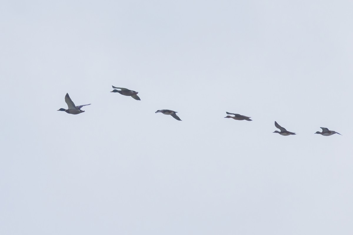 American Wigeon - ML610297110