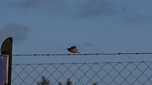 House Wren - ML610297114