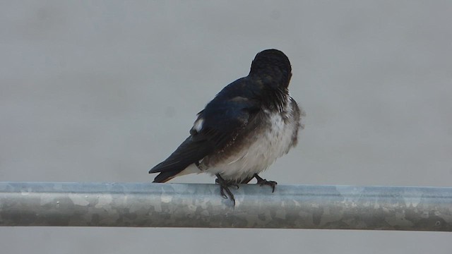 Gray-breasted Martin - ML610297124