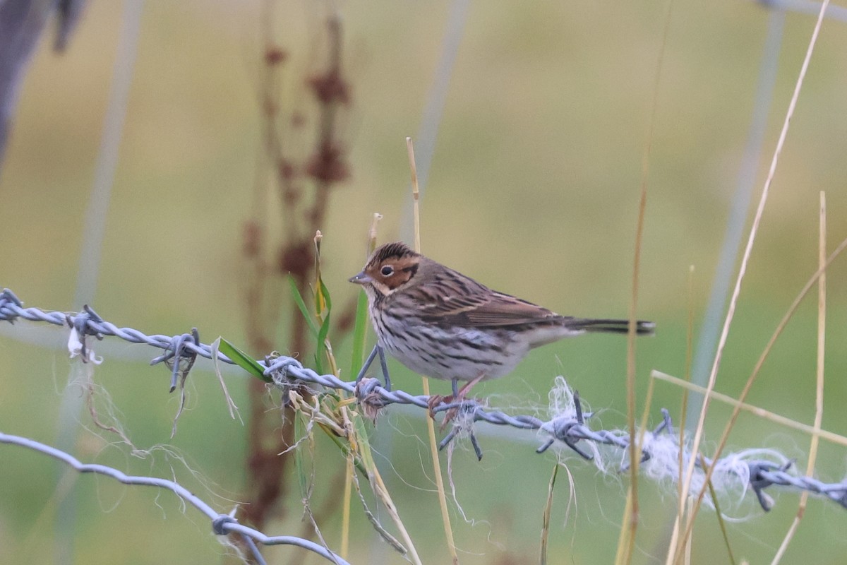 Little Bunting - Ingvar Atli Sigurðsson