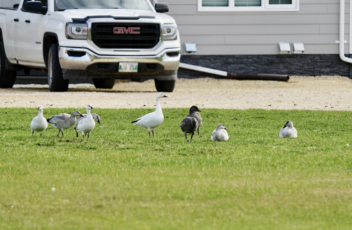 Snow Goose - ML610297256