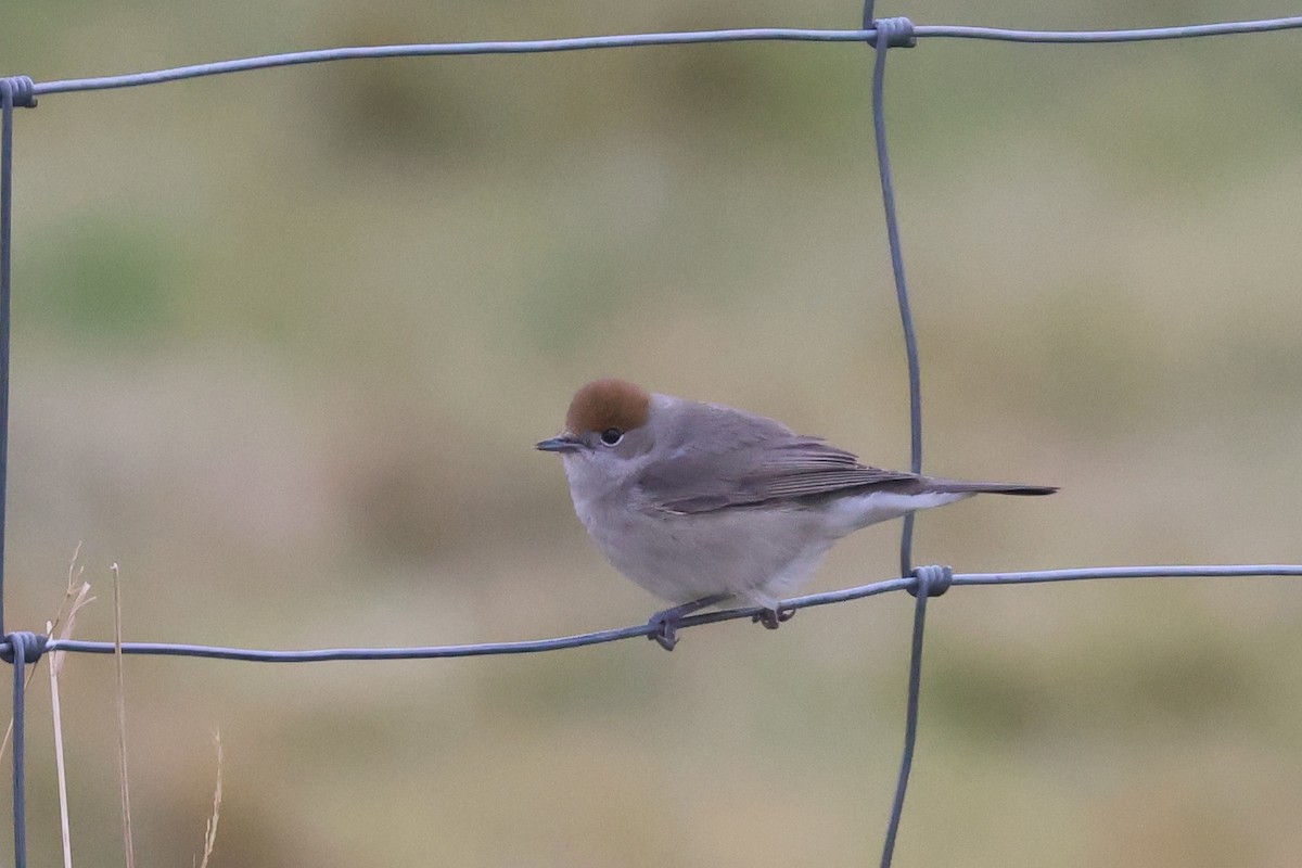 Eurasian Blackcap - ML610297257