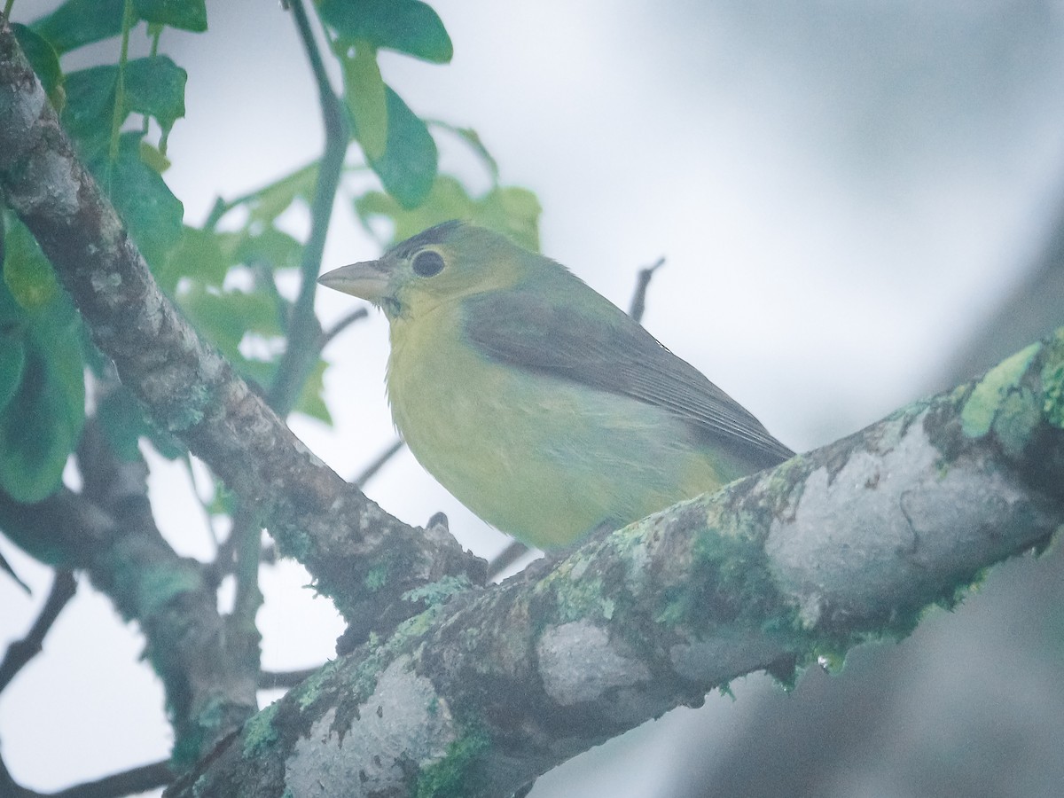 Scarlet Tanager - ML610297357