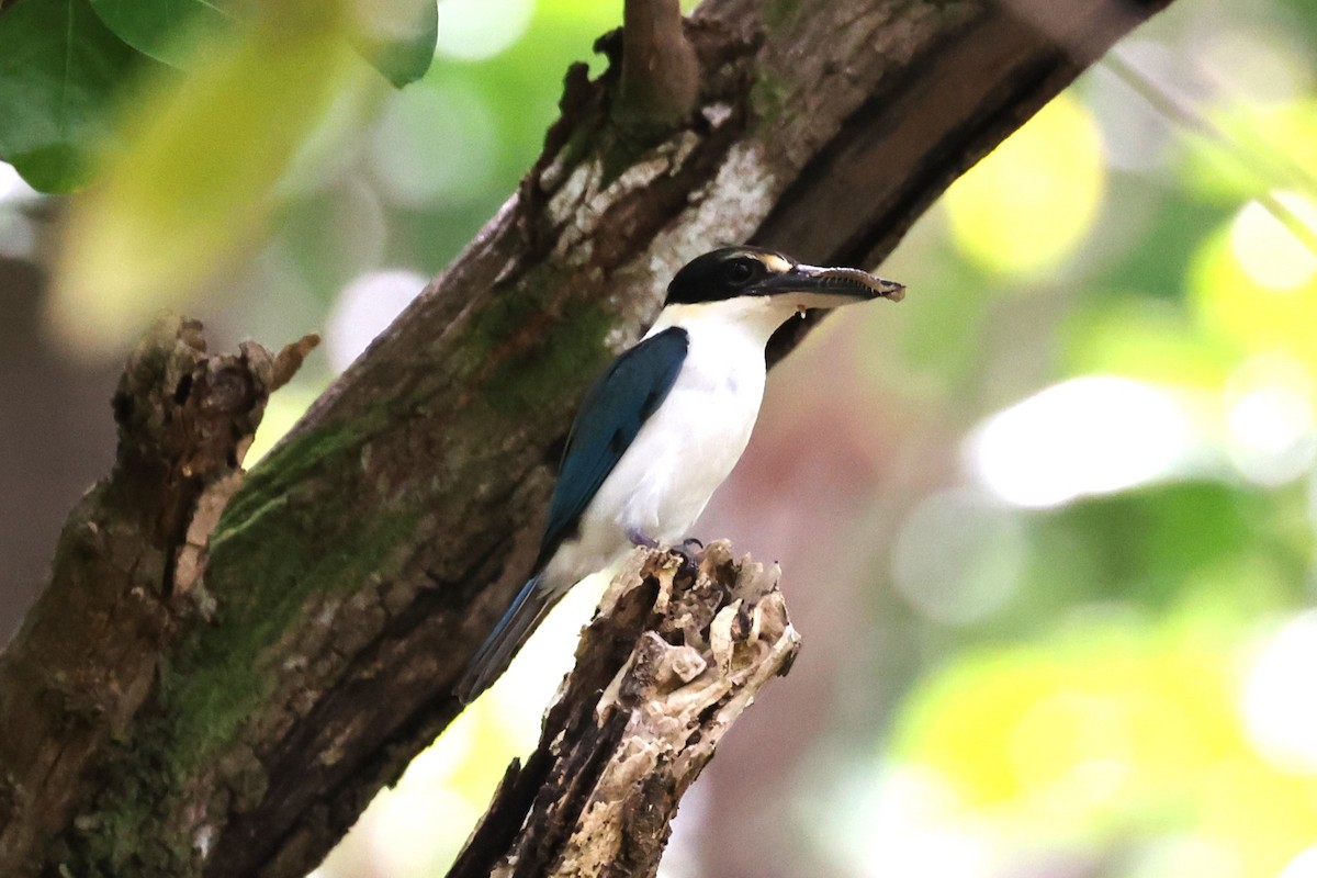 Colonist Kingfisher - Charles Davies